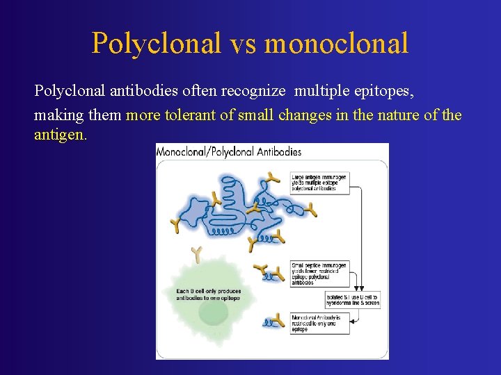 Polyclonal vs monoclonal Polyclonal antibodies often recognize multiple epitopes, making them more tolerant of