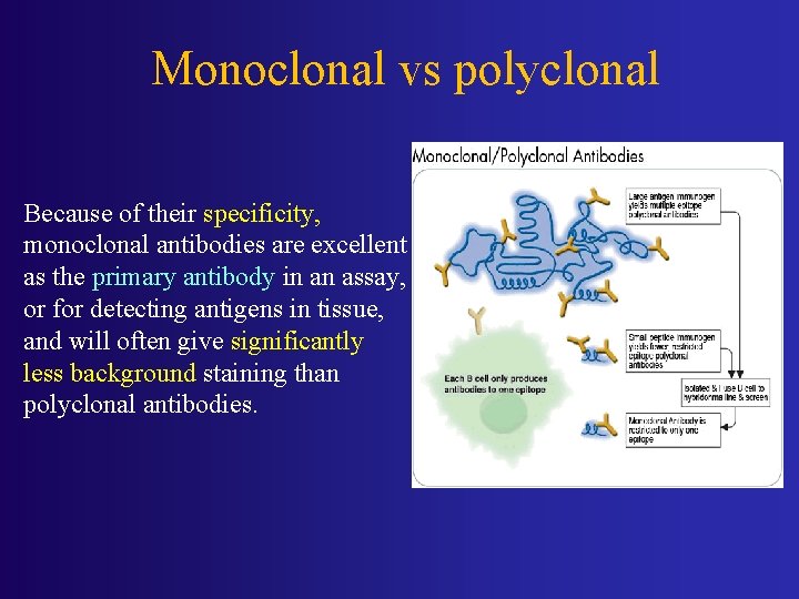 Monoclonal vs polyclonal Because of their specificity, monoclonal antibodies are excellent as the primary