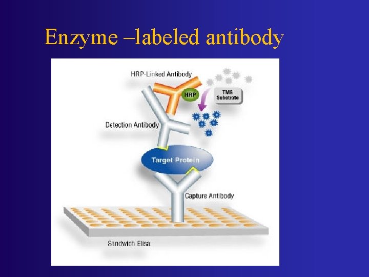 Enzyme –labeled antibody 