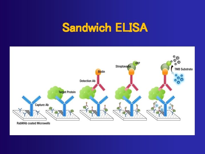 Sandwich ELISA 