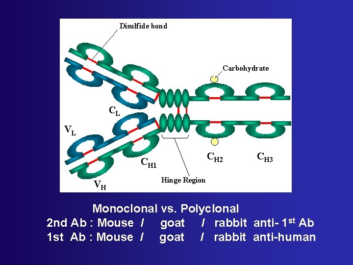 Monoclonal vs. Polyclonal 2 nd Ab : Mouse / goat / rabbit anti- 1