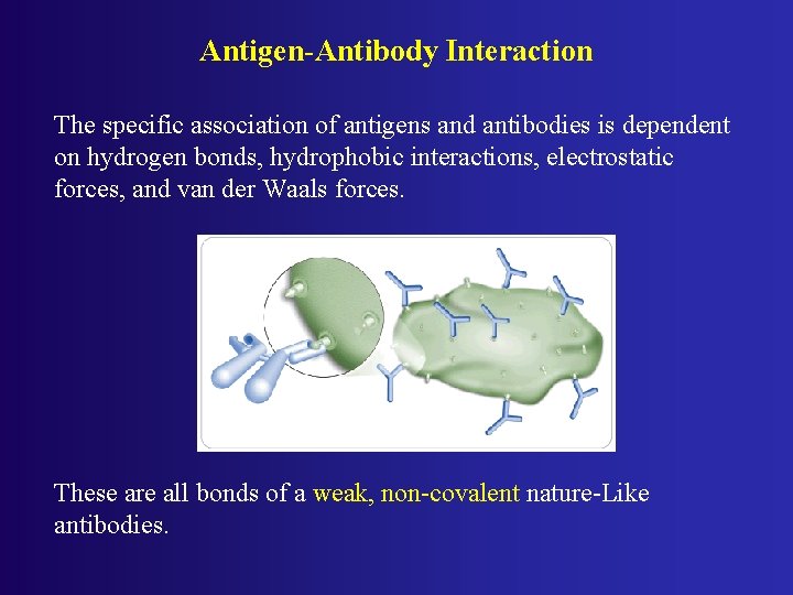 Antigen-Antibody Interaction The specific association of antigens and antibodies is dependent on hydrogen bonds,