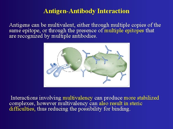 Antigen-Antibody Interaction Antigens can be multivalent, either through multiple copies of the same epitope,