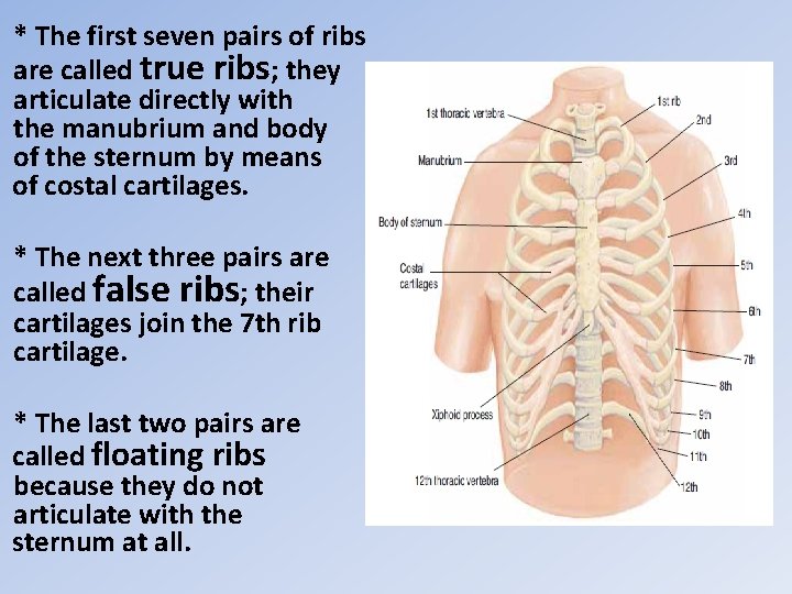 * The first seven pairs of ribs are called true ribs; they articulate directly