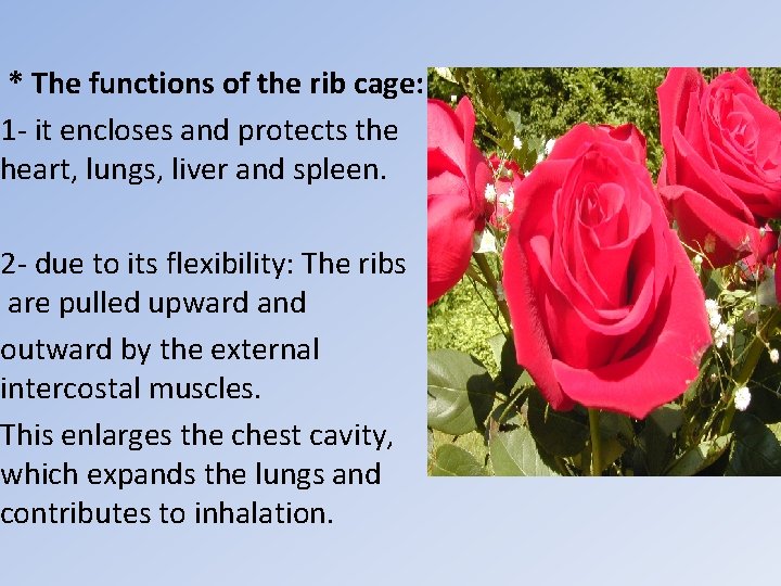 * The functions of the rib cage: 1 - it encloses and protects the