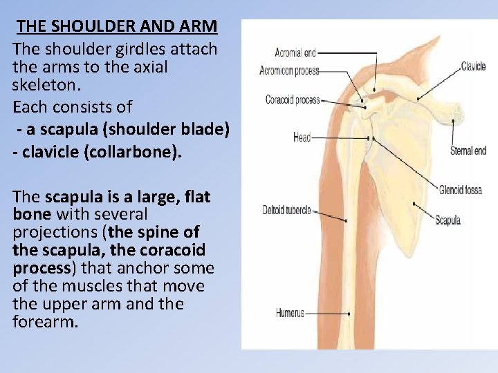 THE SHOULDER AND ARM The shoulder girdles attach the arms to the axial skeleton.