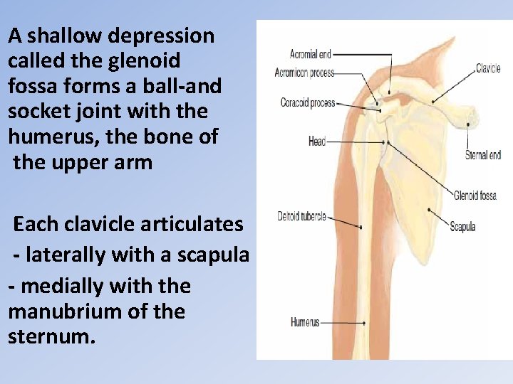 A shallow depression called the glenoid fossa forms a ball-and socket joint with the