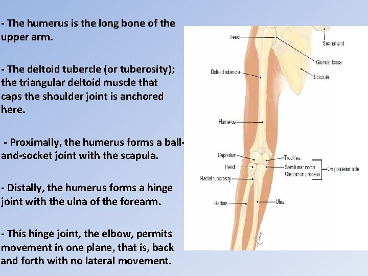 - The humerus is the long bone of the upper arm. - The deltoid