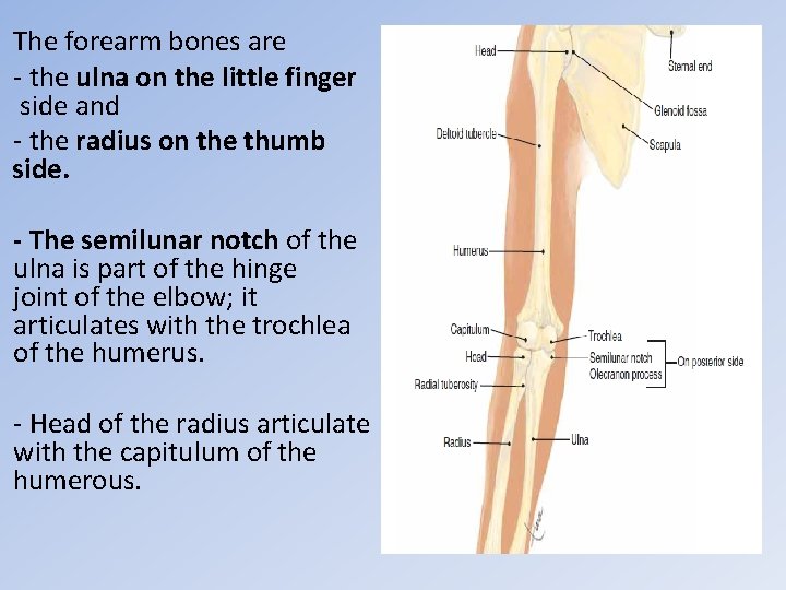 The forearm bones are - the ulna on the little finger side and -