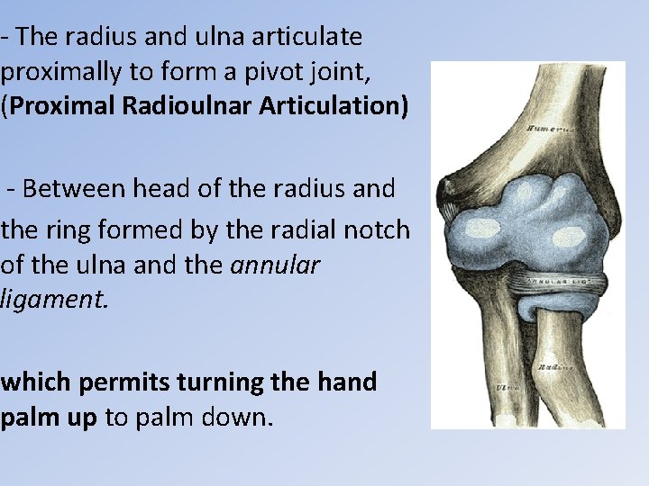 - The radius and ulna articulate proximally to form a pivot joint, (Proximal Radioulnar