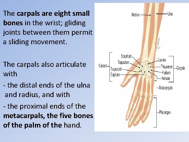 The carpals are eight small bones in the wrist; gliding joints between them permit