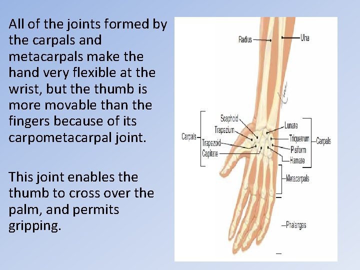 All of the joints formed by the carpals and metacarpals make the hand very