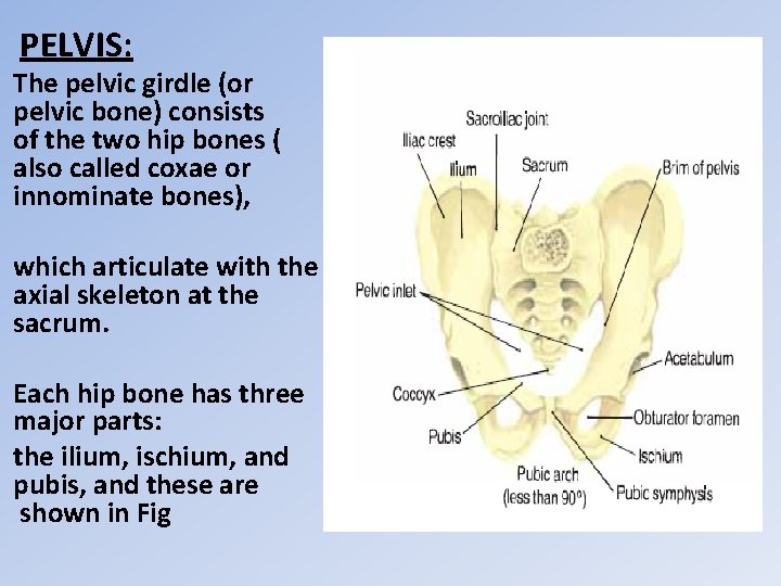 PELVIS: The pelvic girdle (or pelvic bone) consists of the two hip bones (