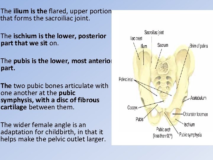 The ilium is the flared, upper portion that forms the sacroiliac joint. The ischium