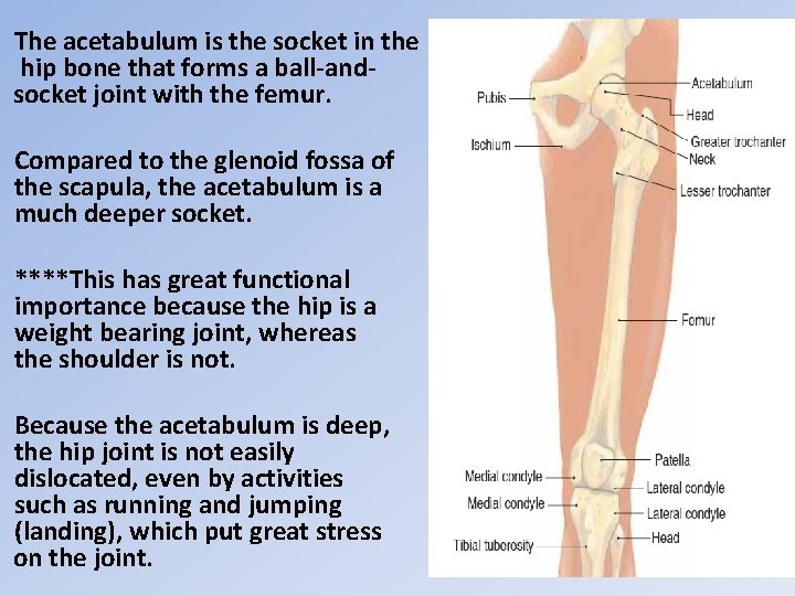 The acetabulum is the socket in the hip bone that forms a ball-andsocket joint