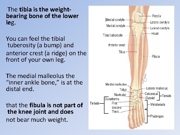 The tibia is the weightbearing bone of the lower leg. You can feel the