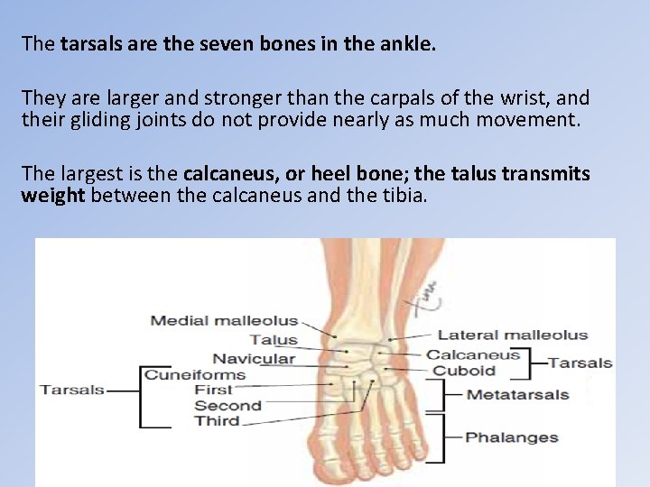 The tarsals are the seven bones in the ankle. They are larger and stronger