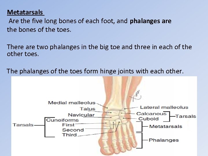 Metatarsals Are the five long bones of each foot, and phalanges are the bones