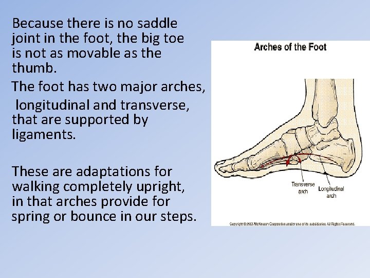 Because there is no saddle joint in the foot, the big toe is not