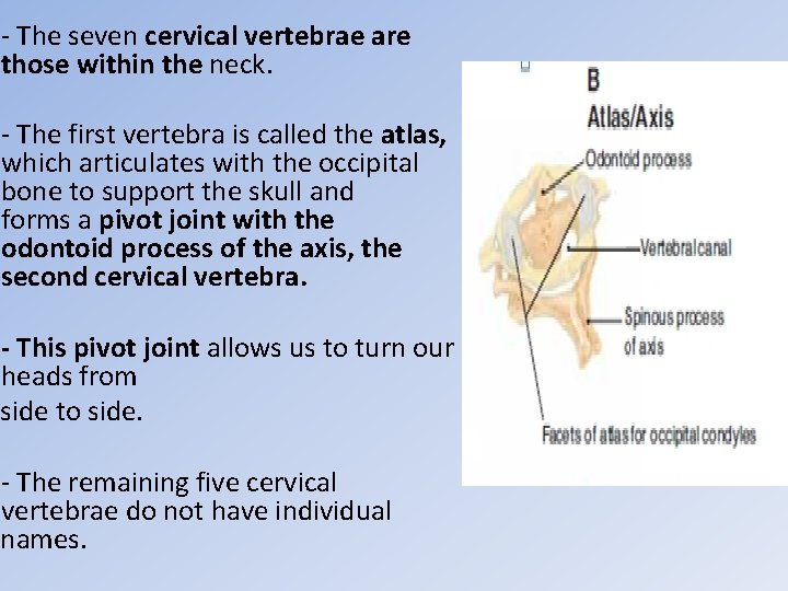 - The seven cervical vertebrae are those within the neck. - The first vertebra