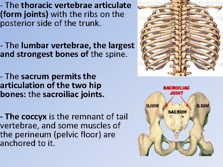 - The thoracic vertebrae articulate (form joints) with the ribs on the posterior side