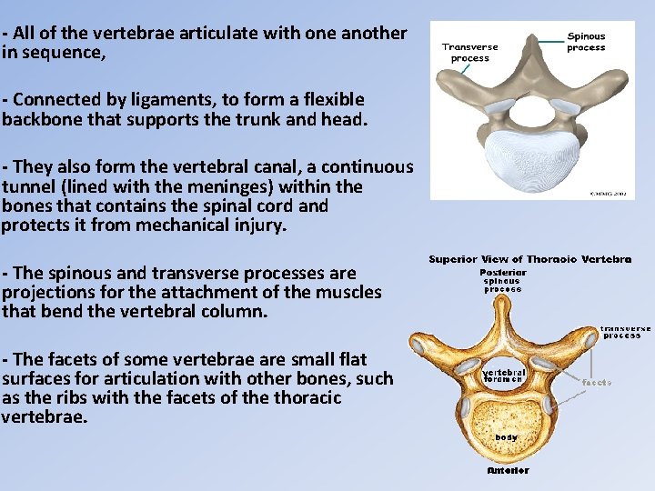 - All of the vertebrae articulate with one another in sequence, - Connected by