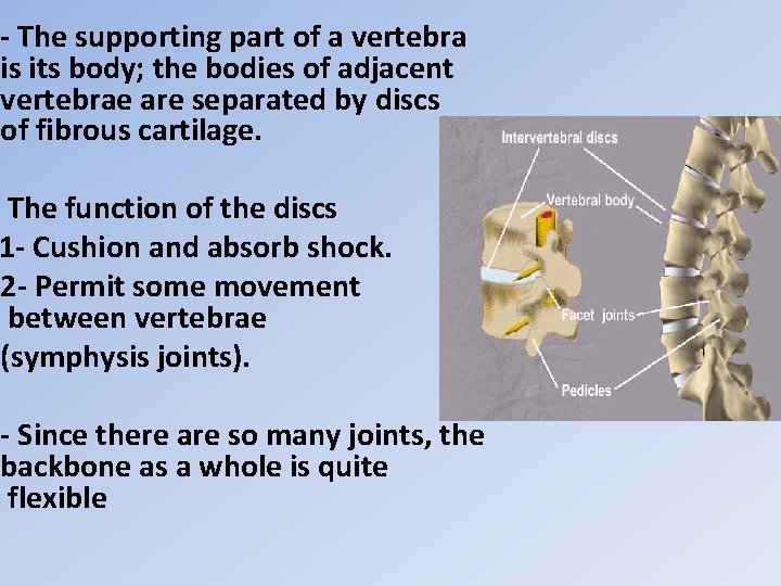 - The supporting part of a vertebra is its body; the bodies of adjacent