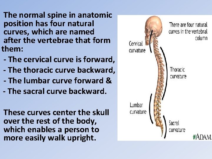 The normal spine in anatomic position has four natural curves, which are named after