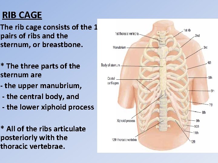 RIB CAGE The rib cage consists of the 12 pairs of ribs and the