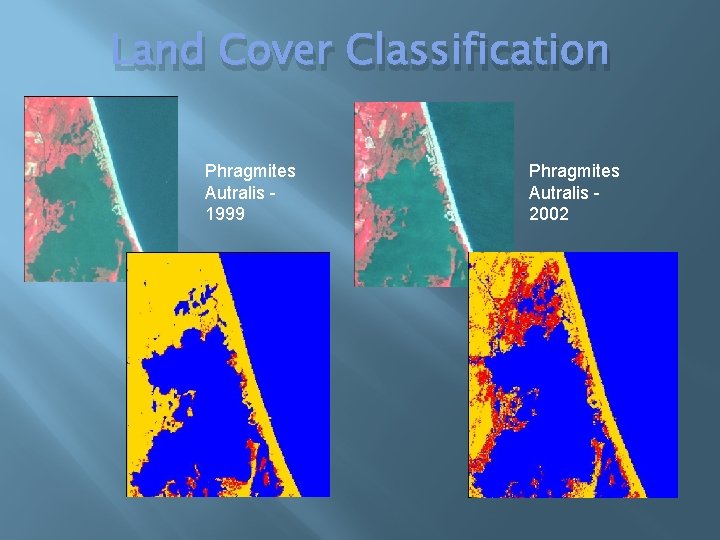 Land Cover Classification Phragmites Autralis 1999 Phragmites Autralis 2002 