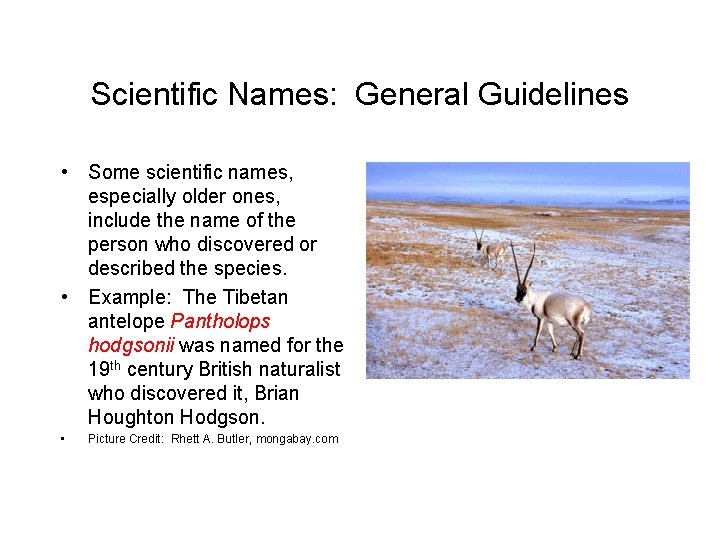 Scientific Names: General Guidelines • Some scientific names, especially older ones, include the name