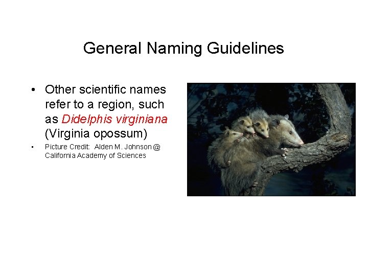 General Naming Guidelines • Other scientific names refer to a region, such as Didelphis