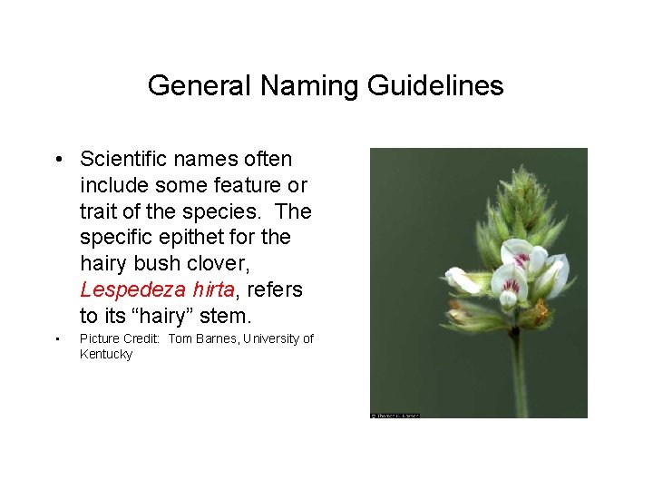 General Naming Guidelines • Scientific names often include some feature or trait of the