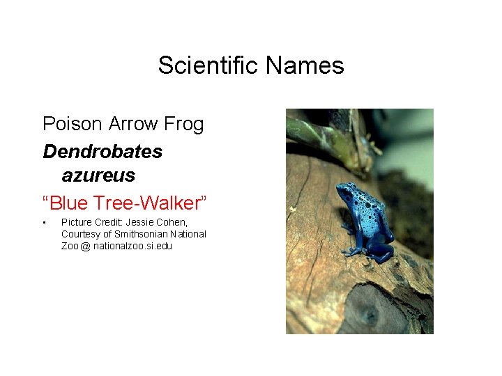 Scientific Names Poison Arrow Frog Dendrobates azureus “Blue Tree-Walker” • Picture Credit: Jessie Cohen,