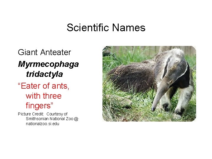 Scientific Names Giant Anteater Myrmecophaga tridactyla “Eater of ants, with three fingers” Picture Credit:
