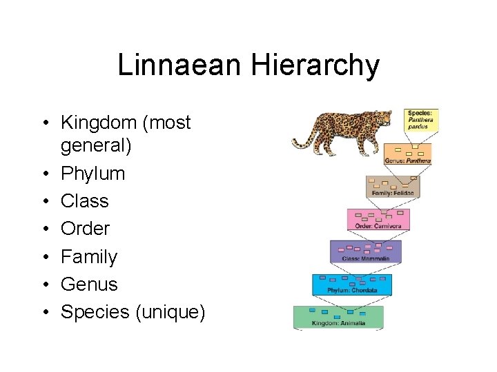 Linnaean Hierarchy • Kingdom (most general) • Phylum • Class • Order • Family