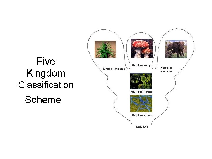 Five Kingdom Classification Scheme 