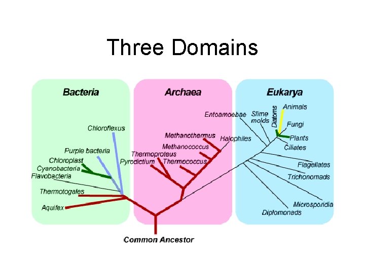 Three Domains 