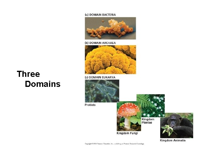 Three Domains 