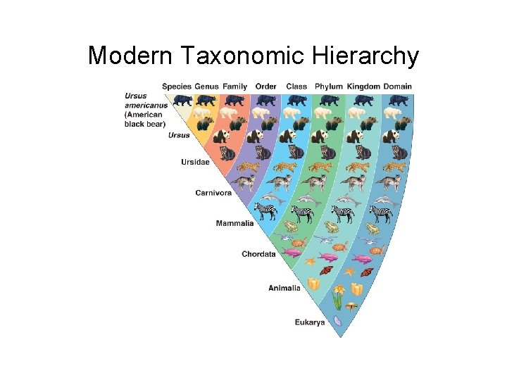 Modern Taxonomic Hierarchy 