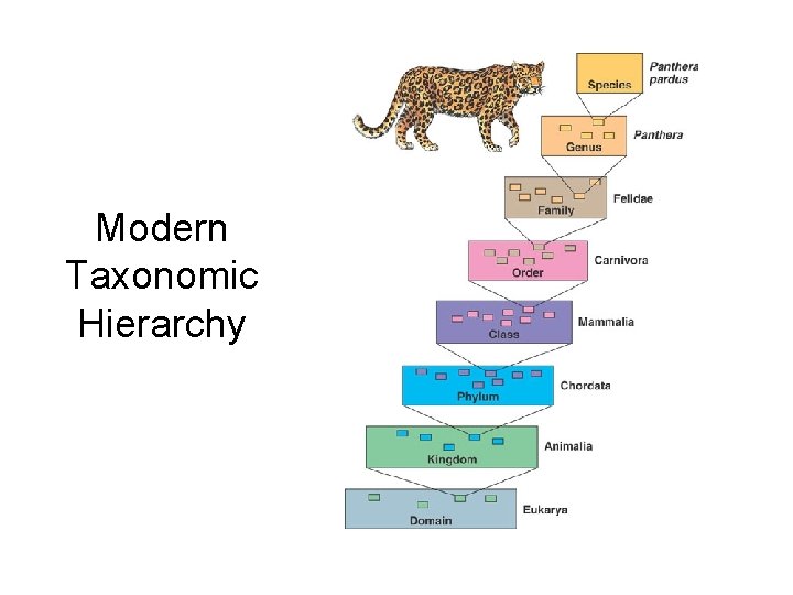 Modern Taxonomic Hierarchy 