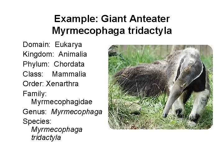 Example: Giant Anteater Myrmecophaga tridactyla Domain: Eukarya Kingdom: Animalia Phylum: Chordata Class: Mammalia Order: