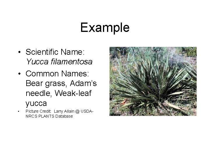 Example • Scientific Name: Yucca filamentosa • Common Names: Bear grass, Adam’s needle, Weak-leaf