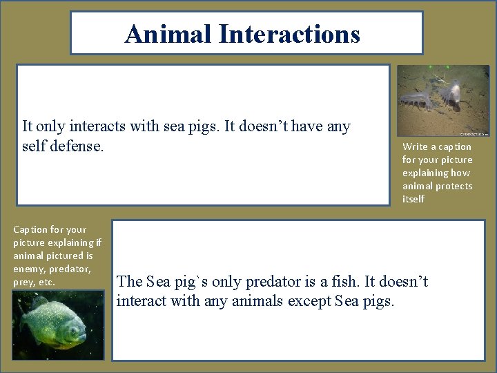 Animal Interactions It only interacts with sea pigs. It doesn’t have any self defense.