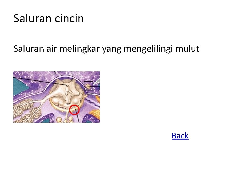 Saluran cincin Saluran air melingkar yang mengelilingi mulut Back 