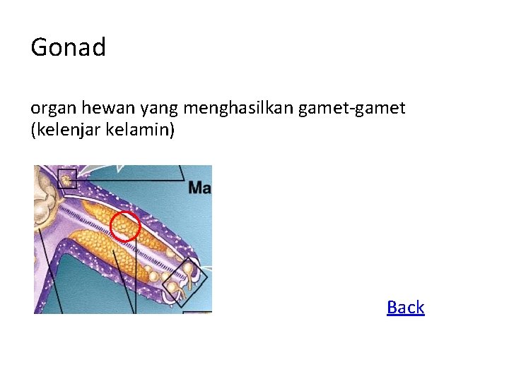 Gonad organ hewan yang menghasilkan gamet-gamet (kelenjar kelamin) Back 