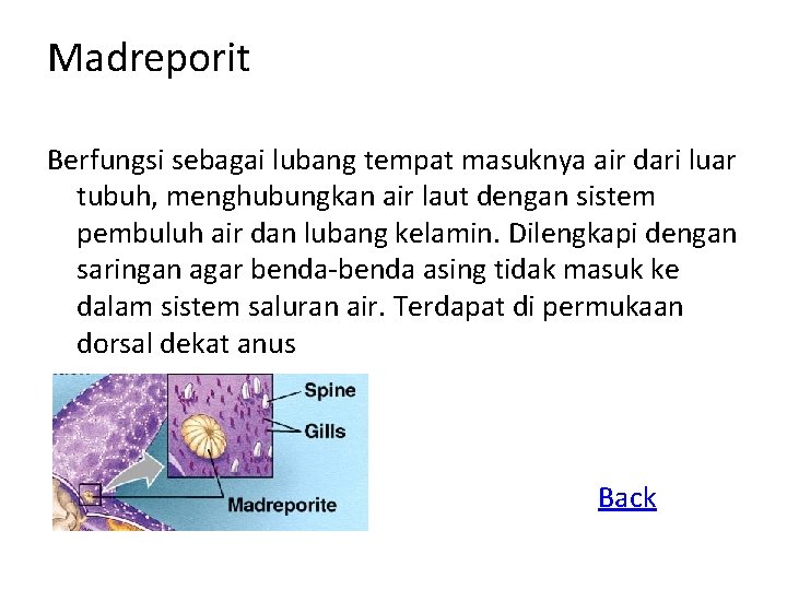 Madreporit Berfungsi sebagai lubang tempat masuknya air dari luar tubuh, menghubungkan air laut dengan