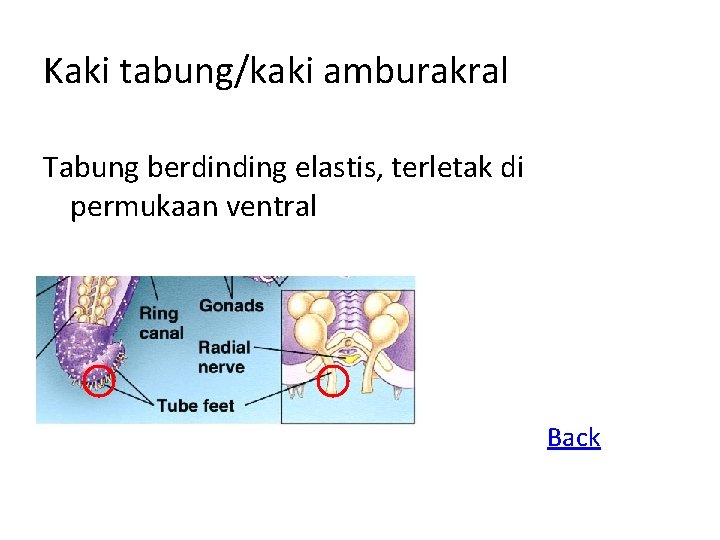 Kaki tabung/kaki amburakral Tabung berdinding elastis, terletak di permukaan ventral Back 