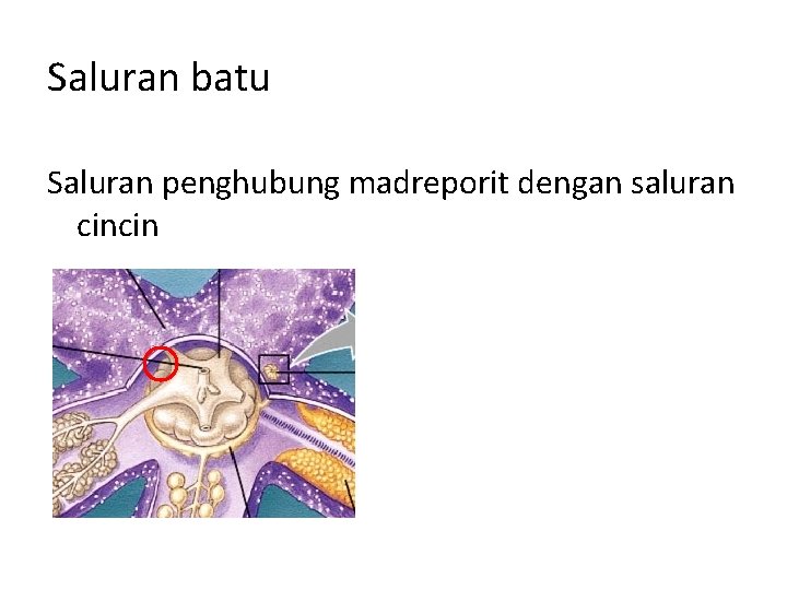 Saluran batu Saluran penghubung madreporit dengan saluran cincin 