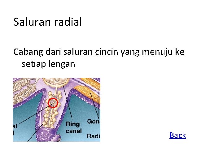 Saluran radial Cabang dari saluran cincin yang menuju ke setiap lengan Back 